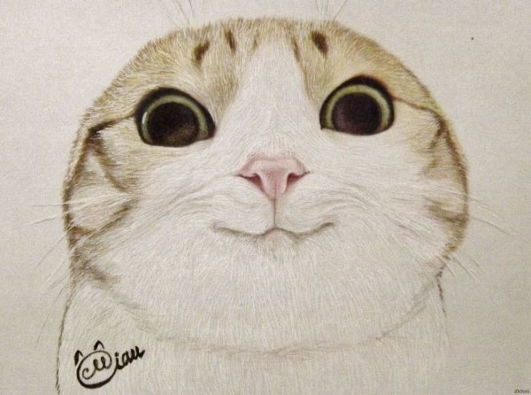 Мемы с котиками