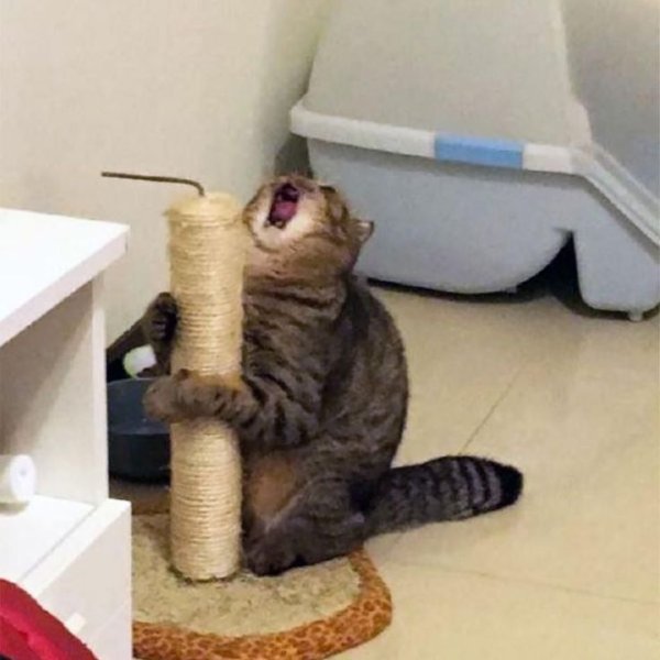 Орущий кот