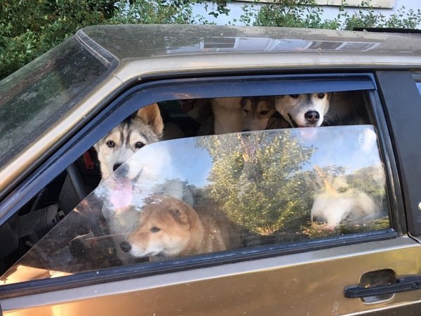 Автомобиль собака