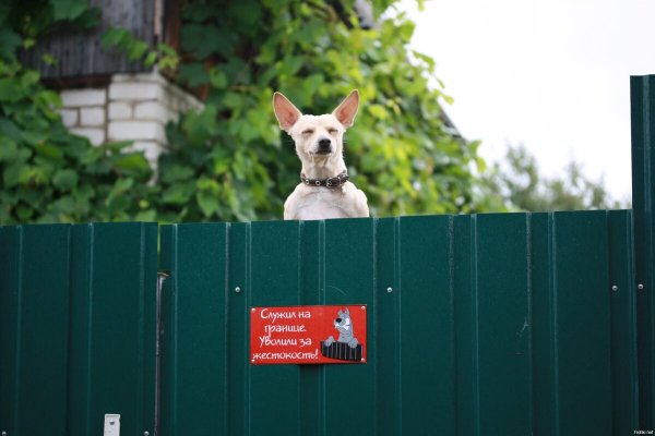 Злая собака на заборе