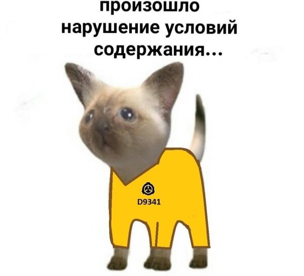 Можно не надо с котом