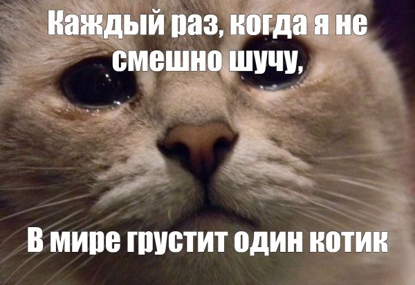 Кот Мем