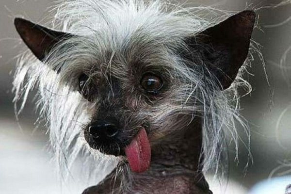 Чихуахуа хохлатая