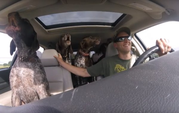 Собака Поинтер за рулем машины