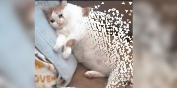 Котик исчезает