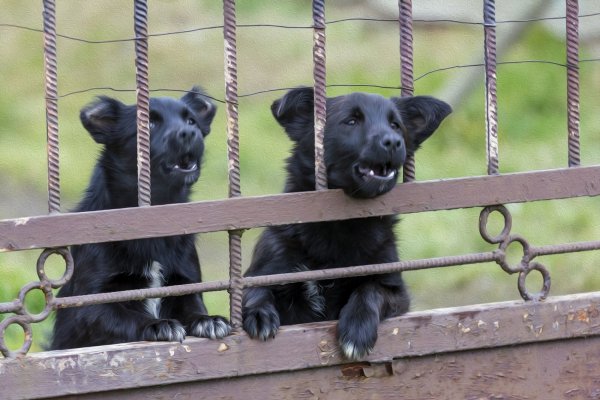 Собака за решеткой