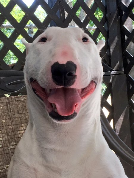 Белая собака из мема