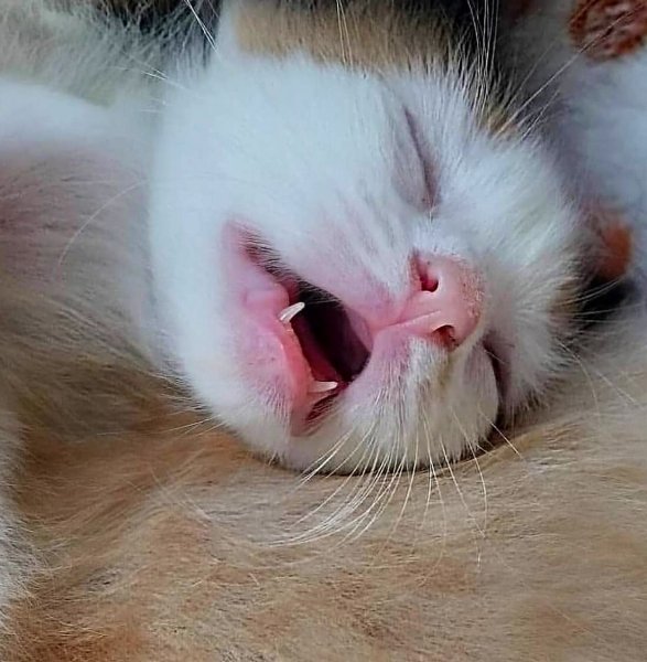 Кошачий нос