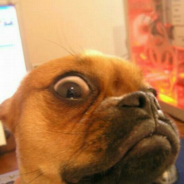 Подозревающие животные