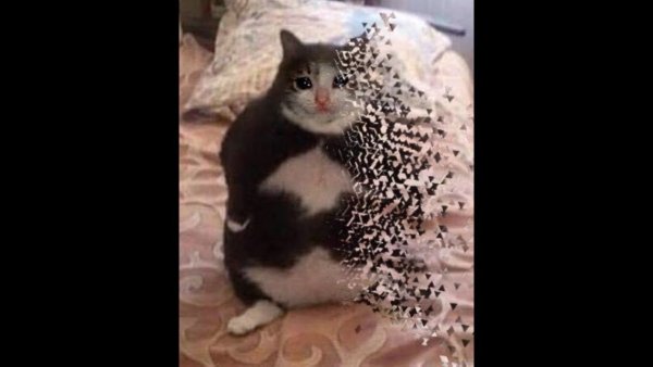 Котенок ты чево наделал