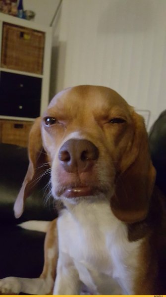 Собака прищурилась