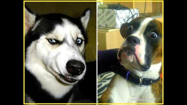 Собака подозревака хаски