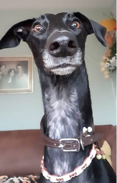 Испанская борзая Кетама