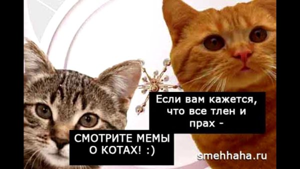 Наташа и коты мемы