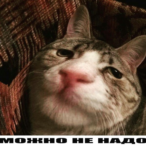 Упоротые коты