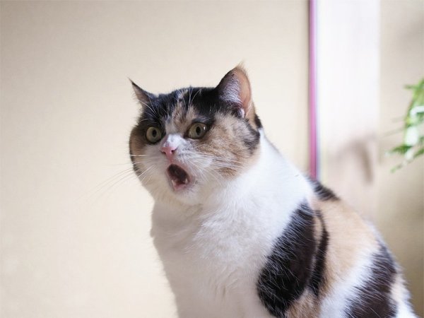 Кот удивлен