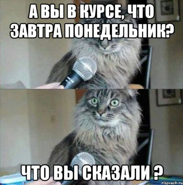 Кот с микрофоном