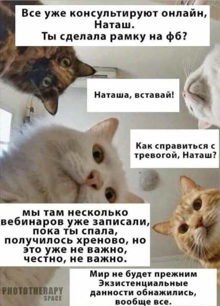 Мемы с котом