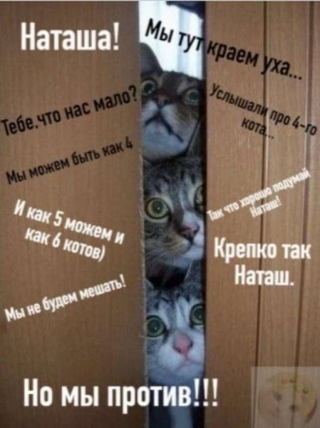 Наташа и коты
