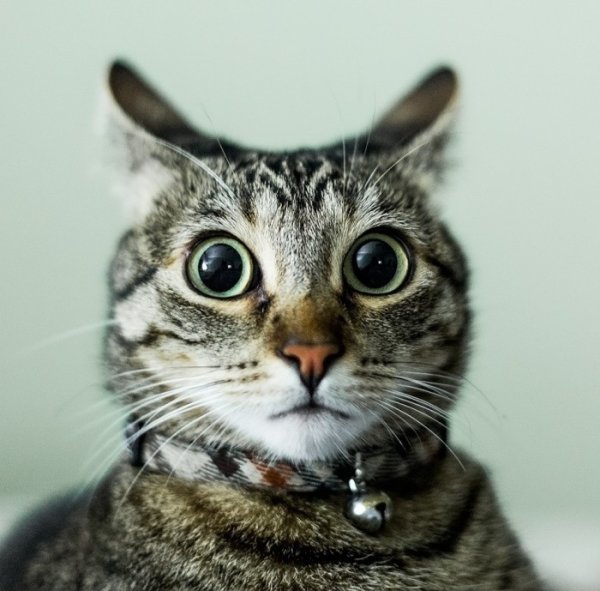 Удивленный кот