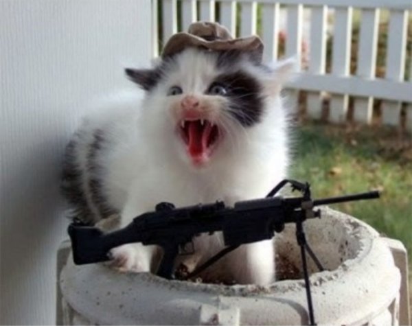 Кот с автоматом