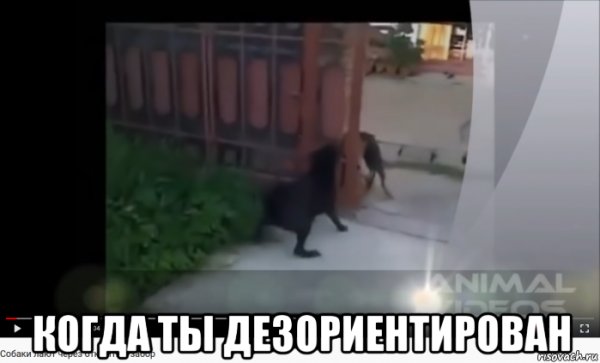 Собаки лают через забор