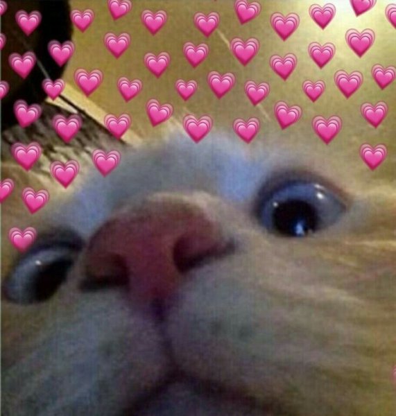 Мемы с котиками и сердечками