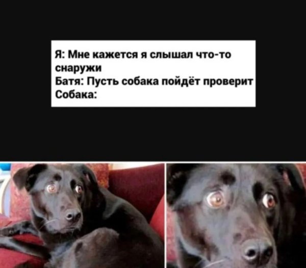 Я кажется слышал что снаружи пусть собака пойдет проверит