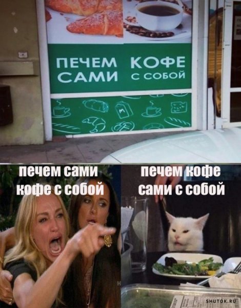 Коты спорят