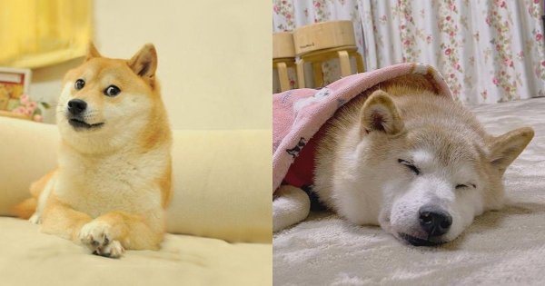 Сиба-ину Doge