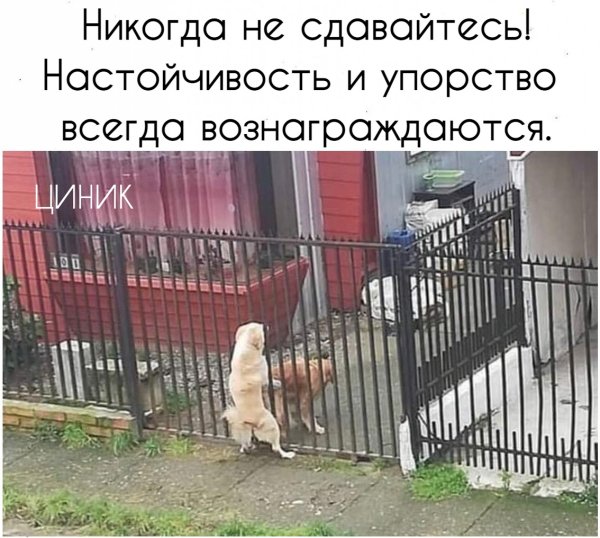 Смешной забор