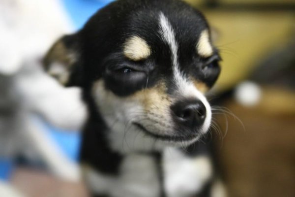 Собака подозревака фото