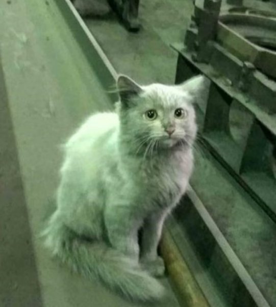 Кот на заводе Мем