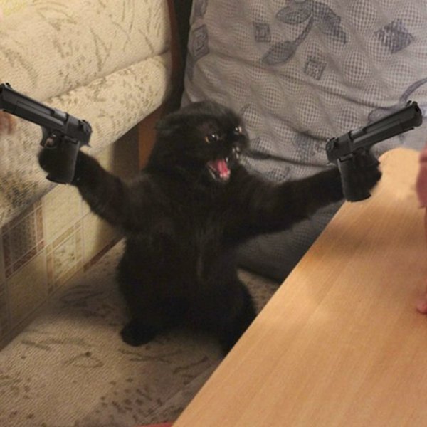 Смешной кот с пистолетом