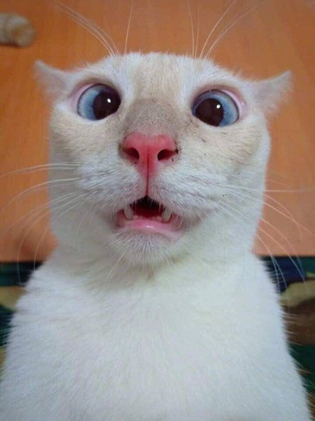 Смешные морды котов