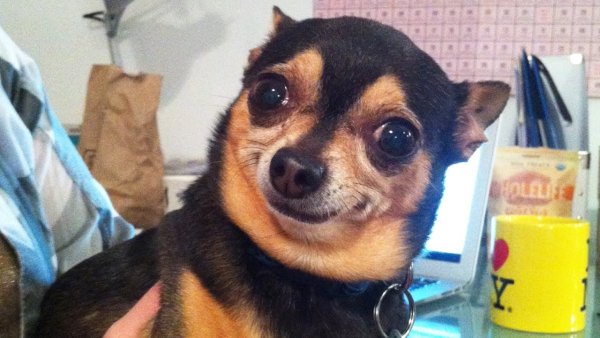 Мемы с собаками