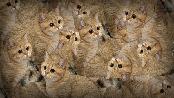 Много котиков