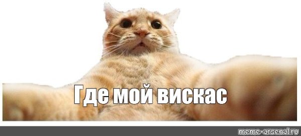 Кот Василий Мем