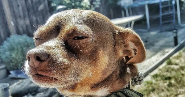 Собака щурится