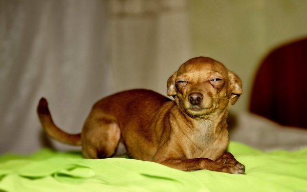 Собака щурится