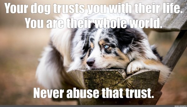 Пушистый пес Мем