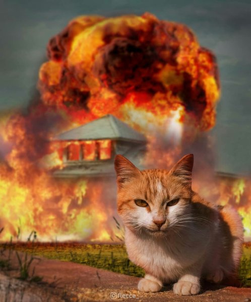 Кот на фоне огня