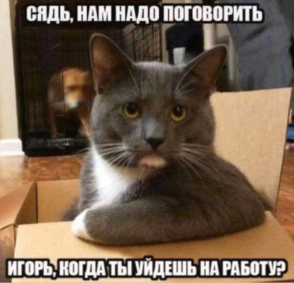 Мемы с котом