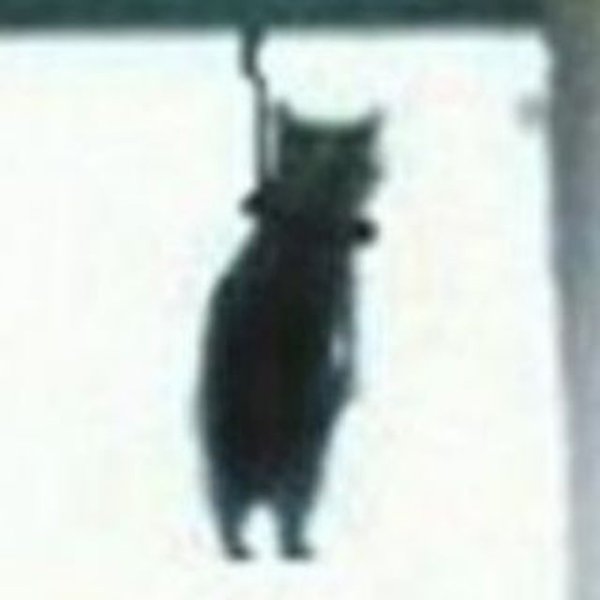 Кот повесился
