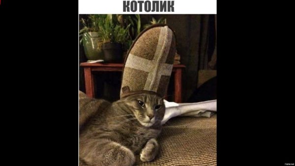 Кот католик