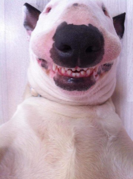 Собака улыбается