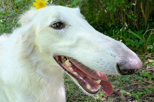 Русская борзая Эрис