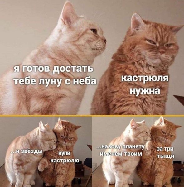 Популярные коты мемы