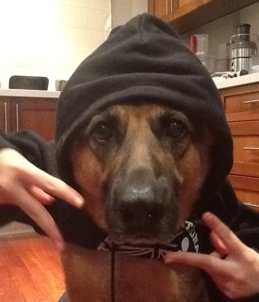 Овчарка в капюшоне