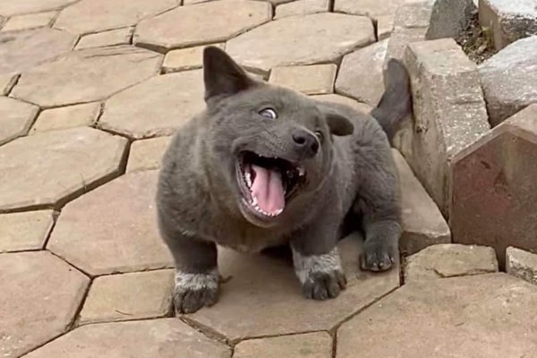 Куцехвостый хмонг собака